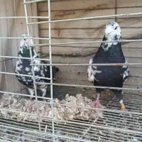 کبوتر گوره ای