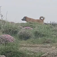 سگ سرابی یکساله ماده بسیار زرنگ وباهوش|سگ|قشلاق دشت, |دیوار