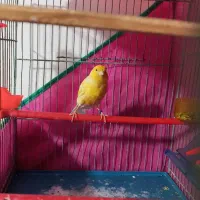 قناری نرو ماده|پرنده|تهران, علم و صنعت|دیوار