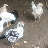 مرغ گلین ،برهما ،محلی