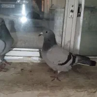 کبوتر