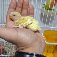 طوطی کوتوله برزیلی سرلاکی ، مرغ عشق باجوجه، هلندی|پرنده|بجنورد, |دیوار