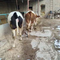 گاو|حیوانات مزرعه|میاندوآب, |دیوار