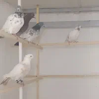 کبوتر پرشی|پرنده|نقده, |دیوار