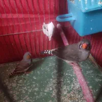یک جفت فنچ زبرا
