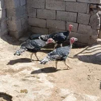 بوقلمو