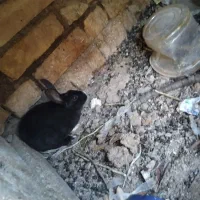 خرگوش|موش و خرگوش|لردگان, |دیوار