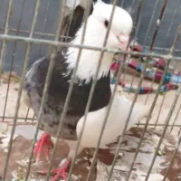 کبوتر طوقی