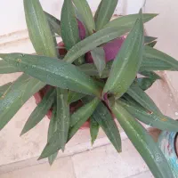 گلهای زیبا|گل و گیاه طبیعی|تبریز, |دیوار