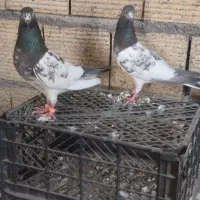 فروش یک جفت کبوتر پاکستانی