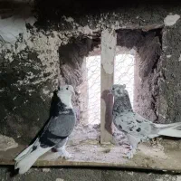 کبوتر سرول هما