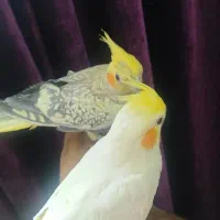 طوطی عروس پاریس