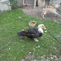 اوردک خارجی یک جفت بالغ و سرحال|حیوانات مزرعه|گنبد کاووس, |دیوار