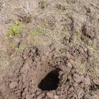 خدمات باغبانی۰حرص کردن باغ ۰تمیز کردن باغ مخروبه۰