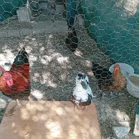 فروش مرغ و خروس محلی