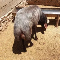 قوچ تخمی فروشی|حیوانات مزرعه|دوزین, |دیوار