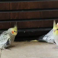 عروس هلندی|پرنده|شیراز, شهرک بهشتی|دیوار