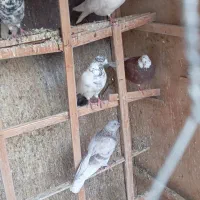 تعدادی کفتر