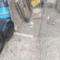 کفتر|پرنده|بیرجند, |دیوار