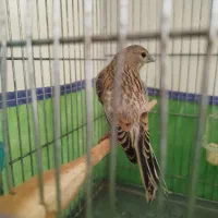سهره سینه سرخ