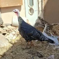 بوغلمون‌ماده
