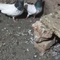 کبوتر|پرنده|ارشق, |دیوار