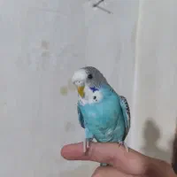 دو عدد مرغ عشق|پرنده|صوفیان, |دیوار