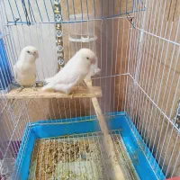جفت کوتوله آلبینو مولد