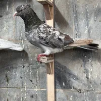 سار کاکلی نر|پرنده|مشهد, فاطمیه|دیوار