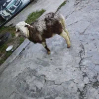 بره|حیوانات مزرعه|مزرعه کتول, |دیوار