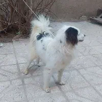 سگ پا کوتاه وتربیت شده