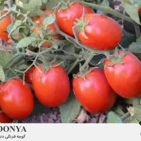 سرمایه-گزاری-گچساران