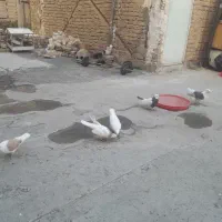 کفتر طوقی  پشت دار