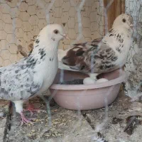 تضمینی