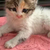 گربه خشوک|گربه|یزد, |دیوار