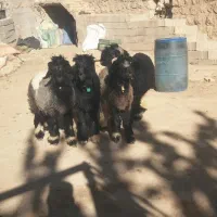 میش  قوچ بره تخمی ترکی اصل