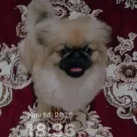 سگ پکینز امپریال اصل جنسیت نر،