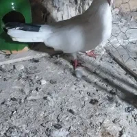 نژاد قدیم|پرنده|پارسآباد, |دیوار