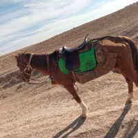 مادیون خود یورقه|اسب و تجهیزات اسبسواری|قوچان, |دیوار