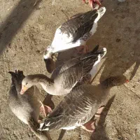 غاز مرغ ابی|پرنده|زابل, |دیوار