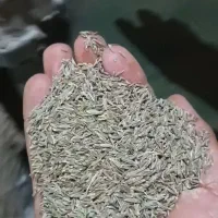 زیره،زیره سبز ،زیره سیاه،زیره دبل سرت ،زیربوجار