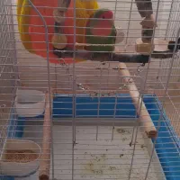 طوطی برزیلی نر