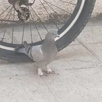 کفتر جوجه سوسنی معاوضه با کفتر