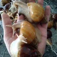 حلزون کلاژن ساز|خزنده|شیراز, دباغ خانه|دیوار