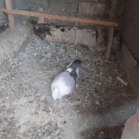 کفتر یا کبوتر