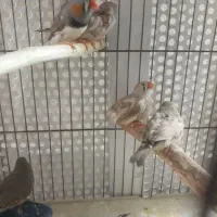 فنچ جفت و تک|پرنده|تهران, آهنگ|دیوار