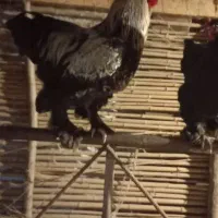 جوجه وخروس امپراتور|حیوانات مزرعه|لاهیجان, شقایق|دیوار