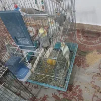 فروش ویژه عروس هلندی دستی و جفتی و تکی نر وماده