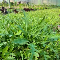 کارشناس جهت مدیریت گلخانه سبزیجات