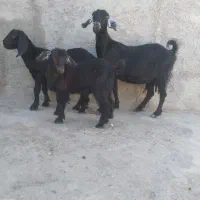 دوتا بز با ۴ تا ‌کعره